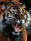 User Logo